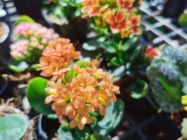 Bahçedeki güzel çiçeklerin yakın görüntüsü.