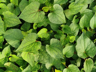 Bahçede yeşil yapraklar