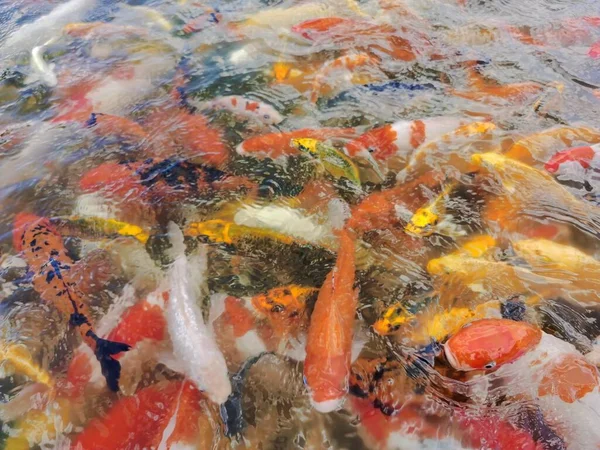 Close View Koi Fish Water — Stock Photo, Image