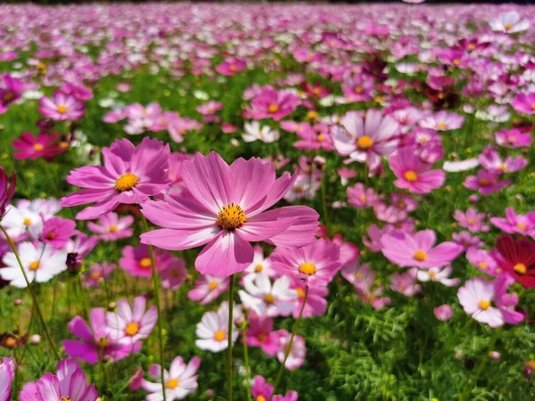 Vista Cerca Hermosas Flores Jardín — Foto de Stock
