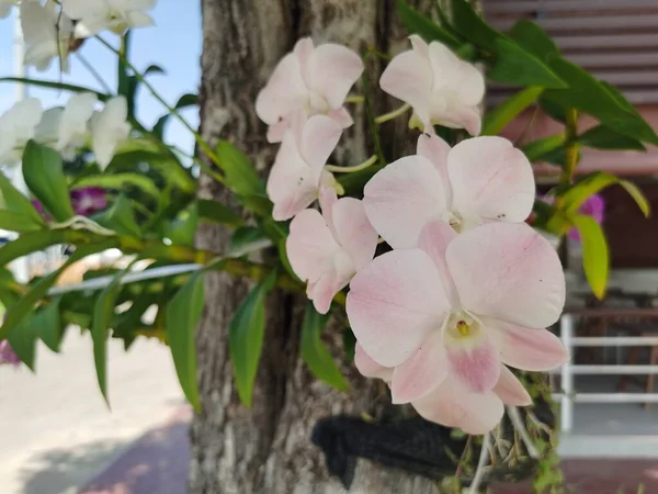 Bahçede Güzel Beyaz Orkideler — Stok fotoğraf