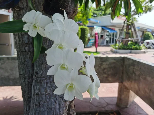 Bílé Orchideje Zahradě — Stock fotografie