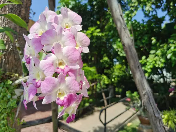 Belas Flores Orquídeas Jardim — Fotografia de Stock