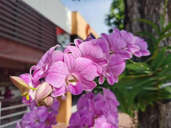 Όμορφη Ροζ Ορχιδέες Στον Κήπο — Φωτογραφία Αρχείου