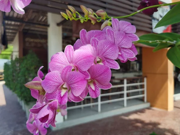 Orquídeas Rosas Bonitas Jardim — Fotografia de Stock