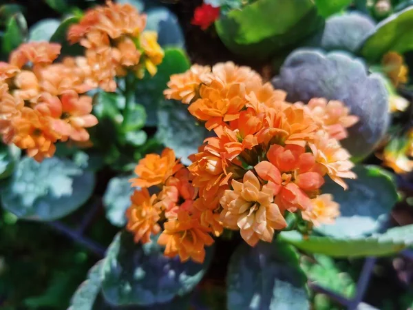 Zblízka Pohled Krásné Květiny Zahradě — Stock fotografie