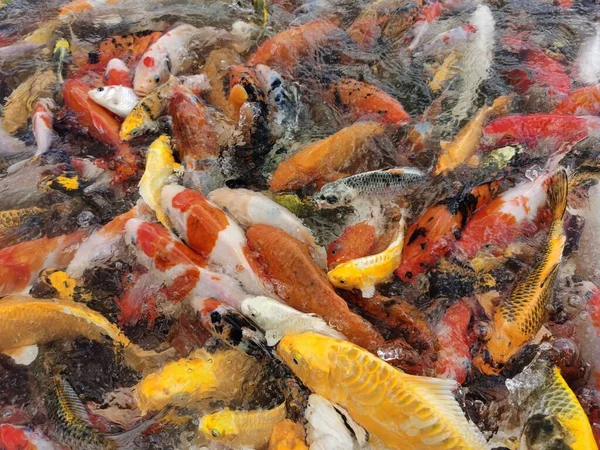 Sudaki koi balığının yakın plan görüntüsü