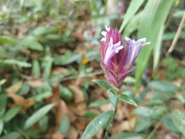 Güzel botanik fotoğrafı, doğal duvar kağıdı.