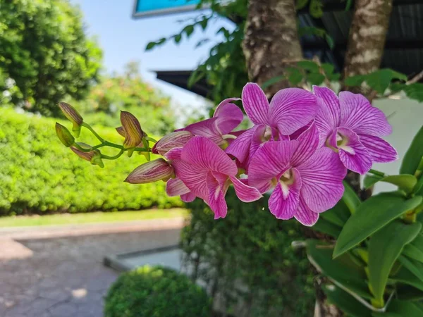 Belas Flores Orquídeas Jardim — Fotografia de Stock