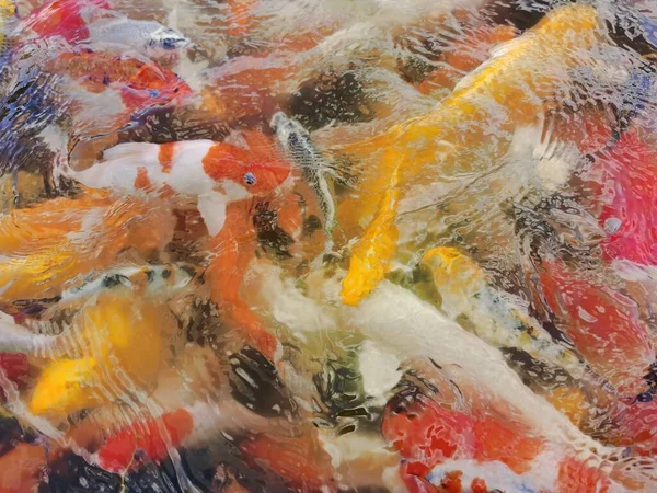 Close View Koi Fish Water — Stock Photo, Image