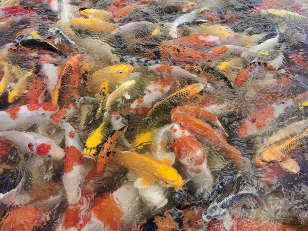 Close View Koi Fish Water — Stock Photo, Image