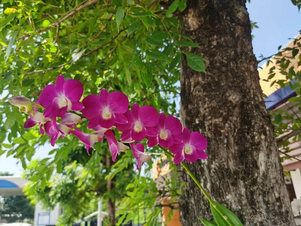 Krásné Růžové Orchideje Zahradě — Stock fotografie