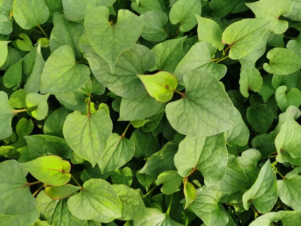 Bitkilerin yeşil yaprakları