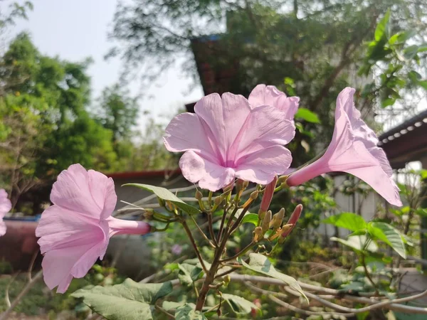 Κοντινή Θέα Των Όμορφων Λουλουδιών Στον Κήπο — Φωτογραφία Αρχείου