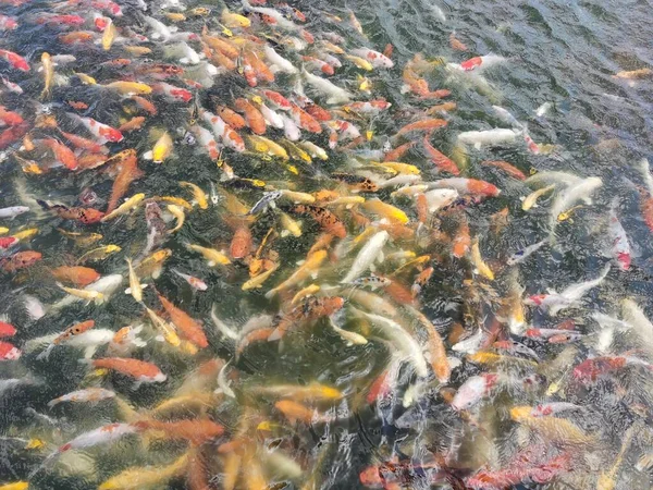 Close View Koi Fish Water — стоковое фото