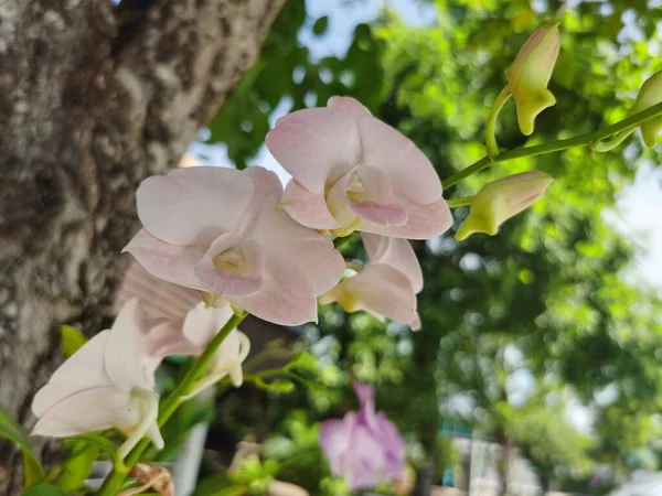Belas Orquídeas Brancas Jardim — Fotografia de Stock