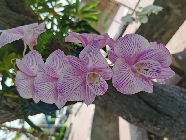 Schöne Rosa Orchideenblüten Garten — Stockfoto