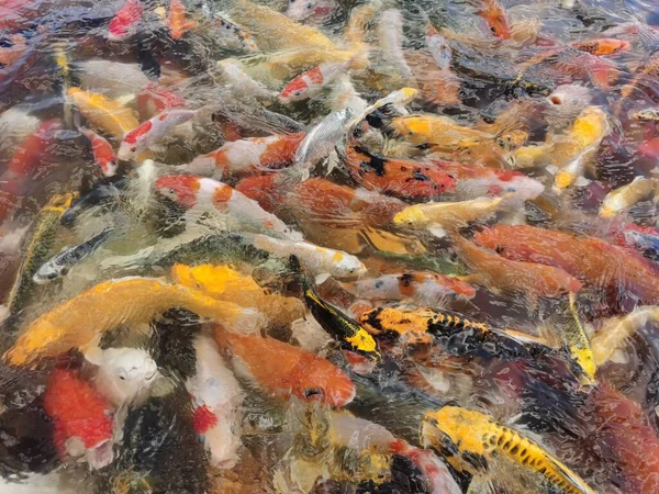 Close View Koi Fish Water — Stock Photo, Image