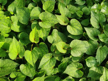 yeşil yapraklar arkaplan, kapat