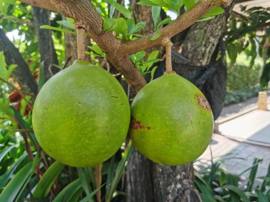 Ağaçta yeşil papaya