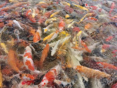 Göldeki koi balığı.