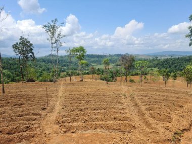  Ormanda genç ağaçlar