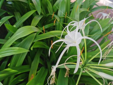 Güzel botanik fotoğrafı, doğal duvar kağıdı.
