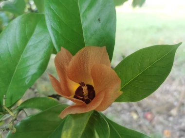 Güzel botanik fotoğrafı, doğal duvar kağıdı.