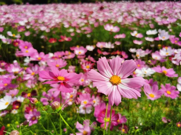 Kosmos Blommor Trädgården — Stockfoto