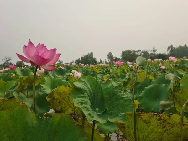 Belle Fleur Lotus Dans Jardin — Photo