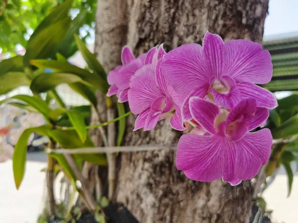 花园里美丽的粉红色兰花 — 图库照片