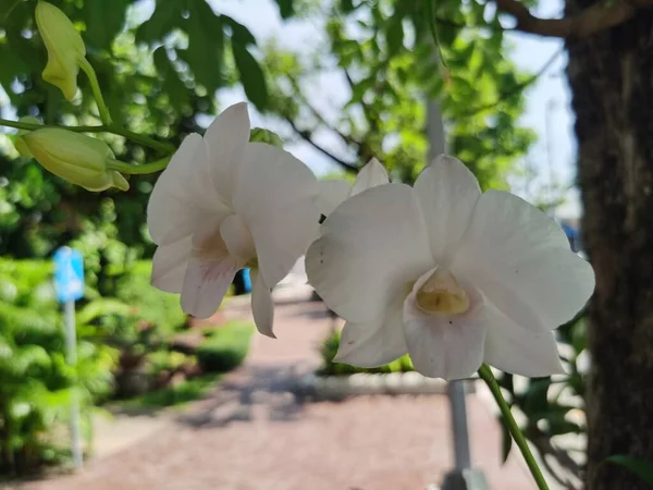 Όμορφη Λευκή Ορχιδέα Στον Κήπο — Φωτογραφία Αρχείου
