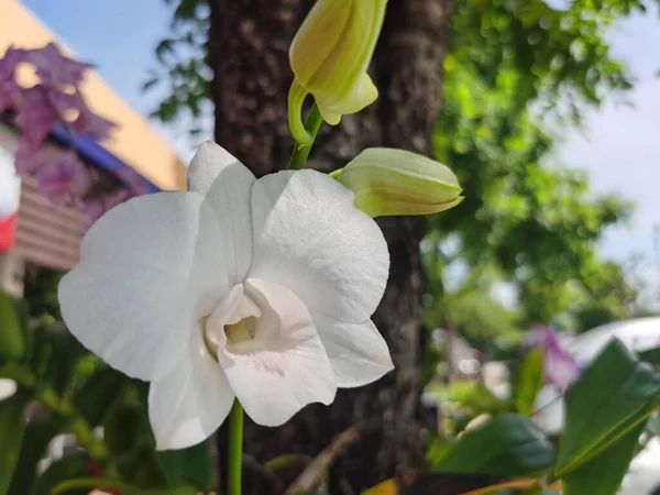 Όμορφη Ορχιδέα Λουλούδι Στον Κήπο — Φωτογραφία Αρχείου