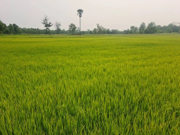 Zöld Rizs Mező Thaiföldön — Stock Fotó