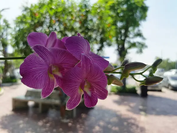 Belas Flores Orquídea Roxa Jardim — Fotografia de Stock