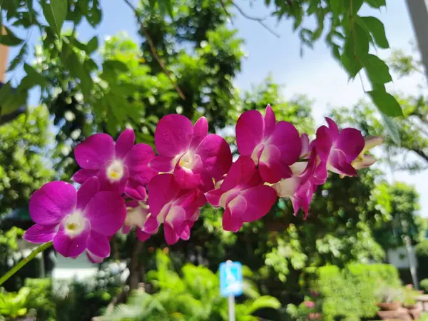 Bela Orquídea Rosa Jardim — Fotografia de Stock