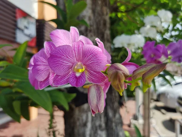 Krásná Růžová Orchidej Květina Zahradě — Stock fotografie