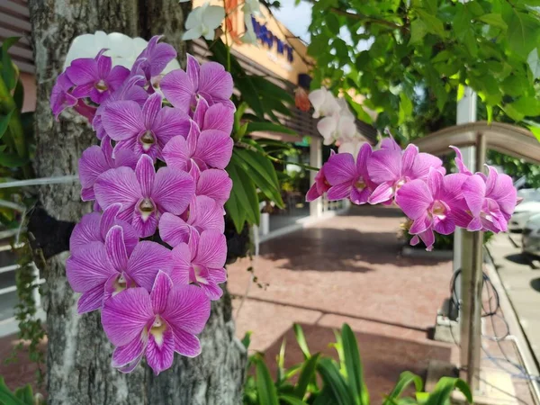 Bela Orquídea Rosa Jardim — Fotografia de Stock