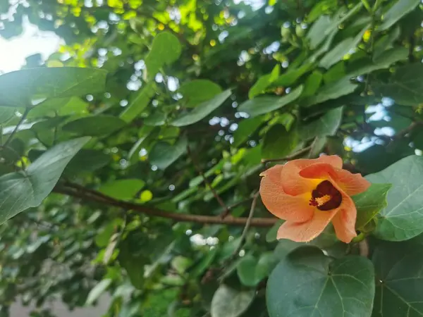 Belo Tiro Botânico Papel Parede Natural — Fotografia de Stock