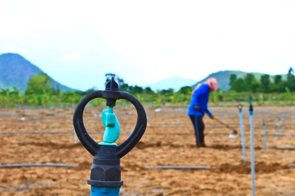 Planta de maíz y agricultor que trabaja en la granja — Foto de Stock