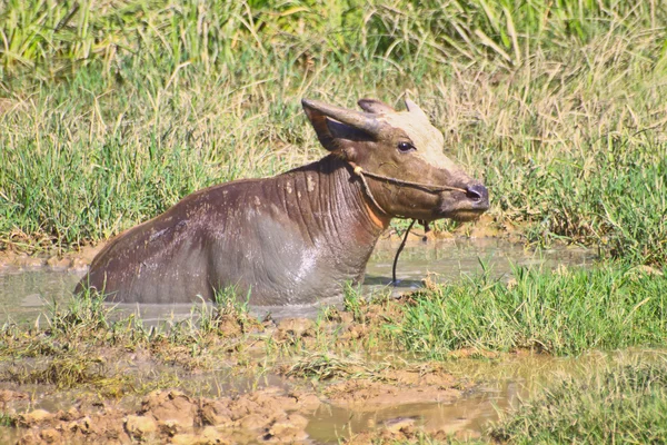 Büffel im Pool — Stockfoto