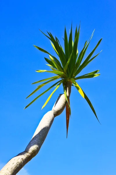 Árbol Dracaena — Foto de Stock