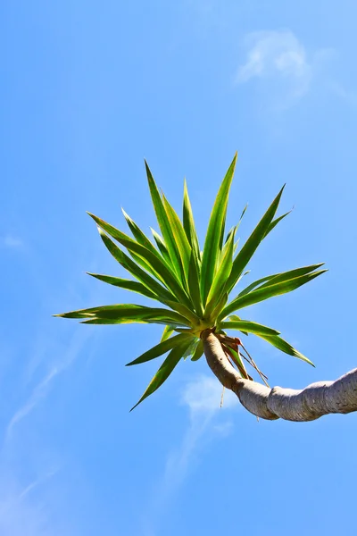 Árbol Dracaena — Foto de Stock