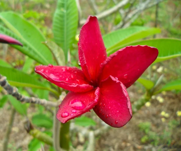 Frangipani çiçekler — Stok fotoğraf