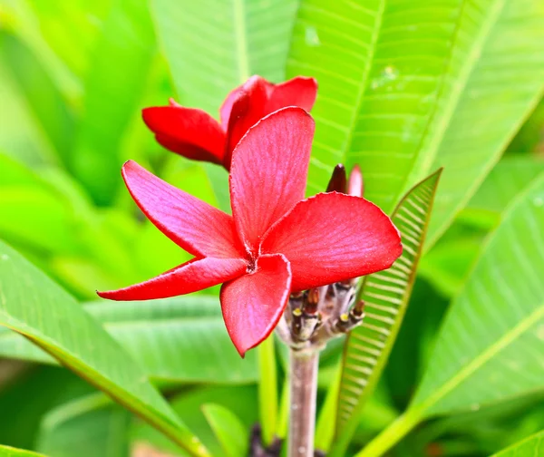 Frangipani bloemen — Stockfoto