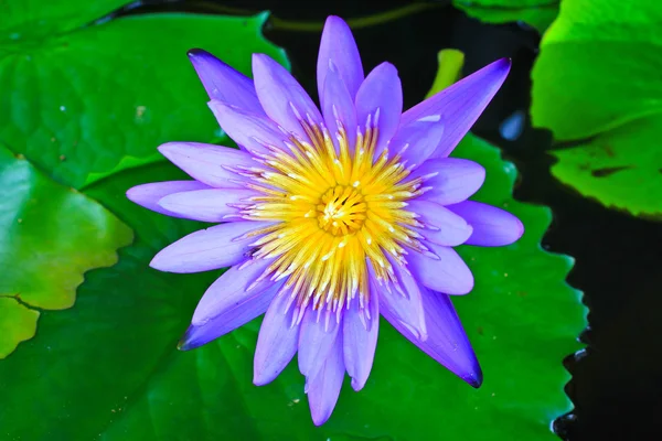 Hermoso loto azul —  Fotos de Stock