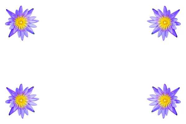 Kwiat lotosu na białym tle — Zdjęcie stockowe