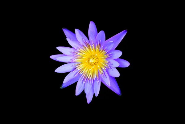 Lotusblume isoliert — Stockfoto