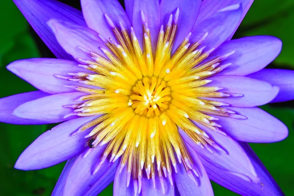 Frumos lotus albastru — Fotografie, imagine de stoc