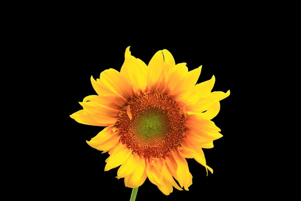 Sonnenblume auf schwarzem Hintergrund — Stockfoto